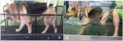 Intensive neurorehabilitation and allogeneic stem cells transplantation in canine degenerative myelopathy
